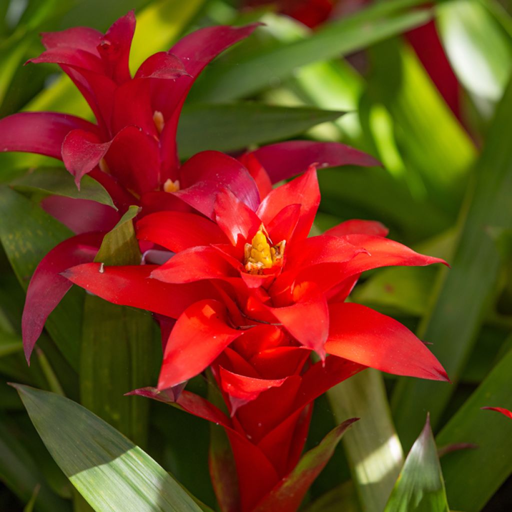 Guzmania Calypso
