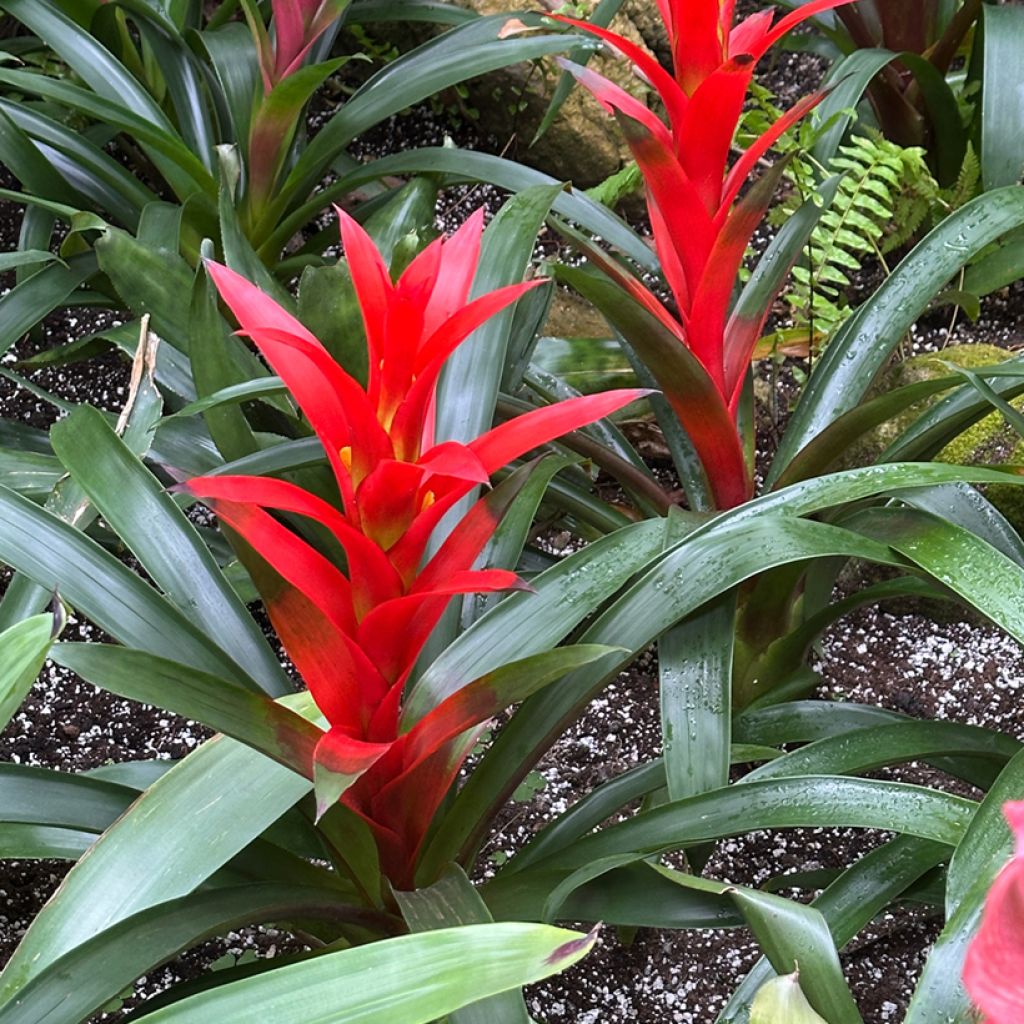 Guzmania Calypso