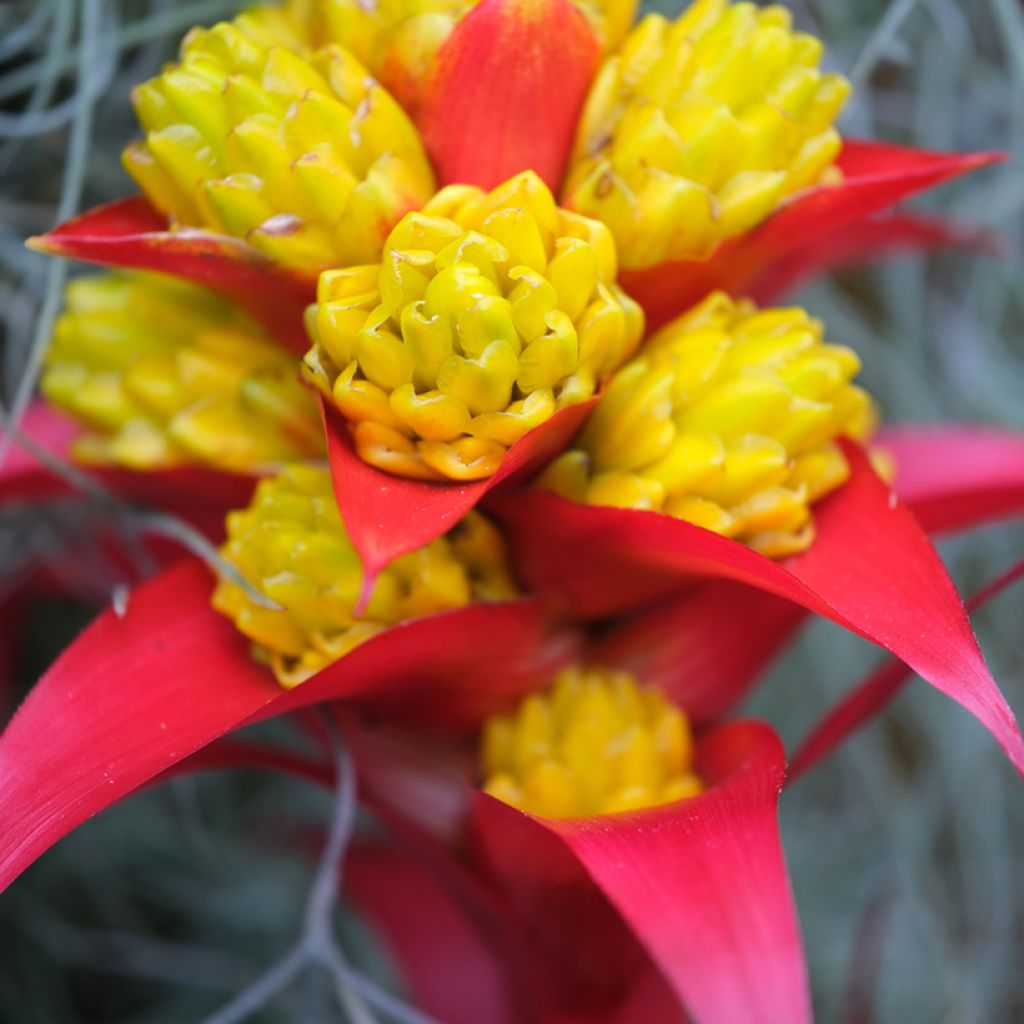 Guzmania Limones