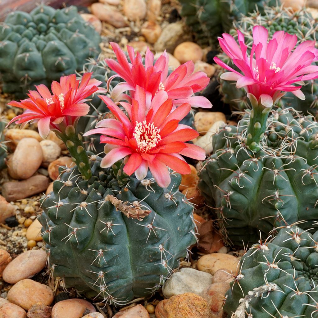 Kaktus - Gymnocalycium baldianum