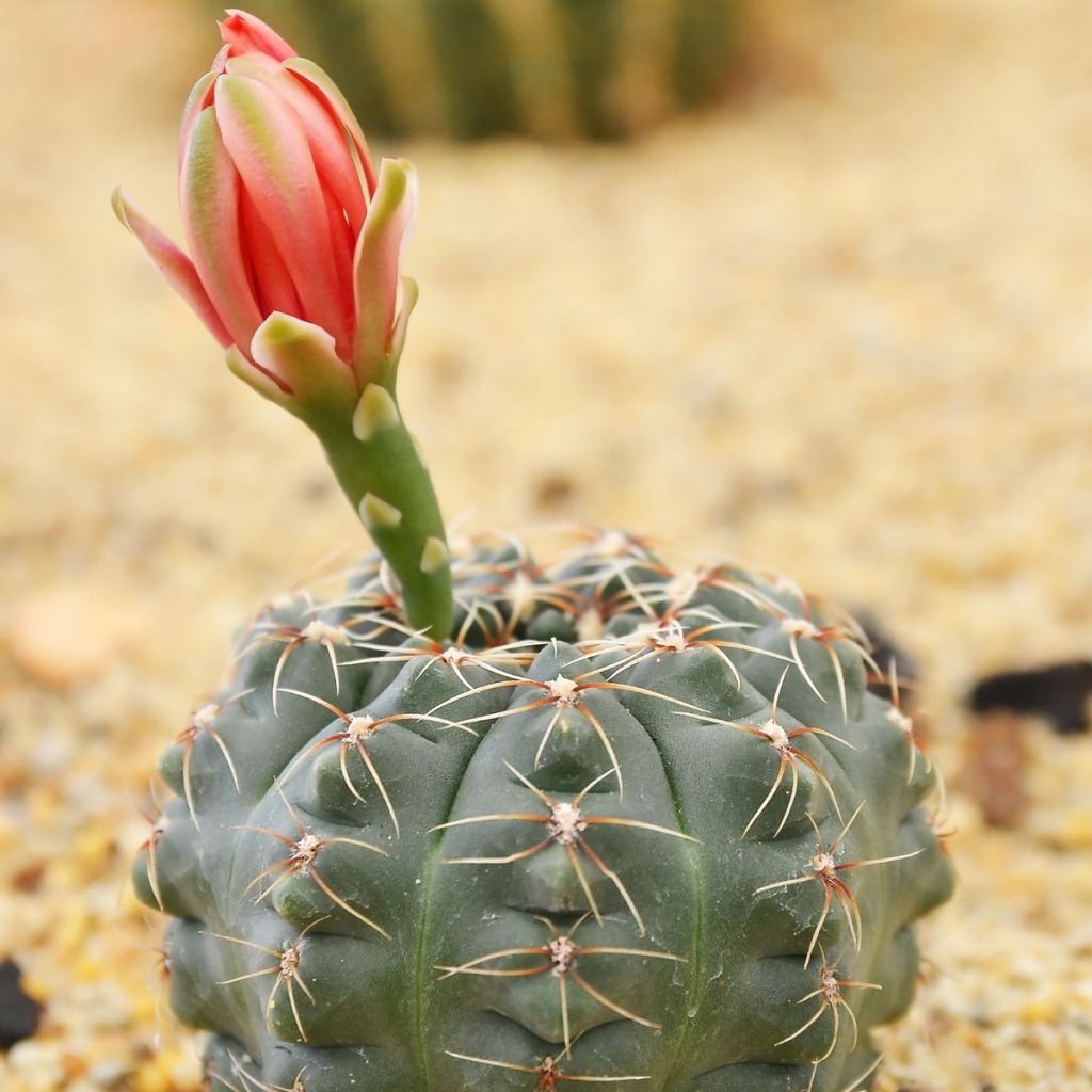 Kaktus - Gymnocalycium baldianum