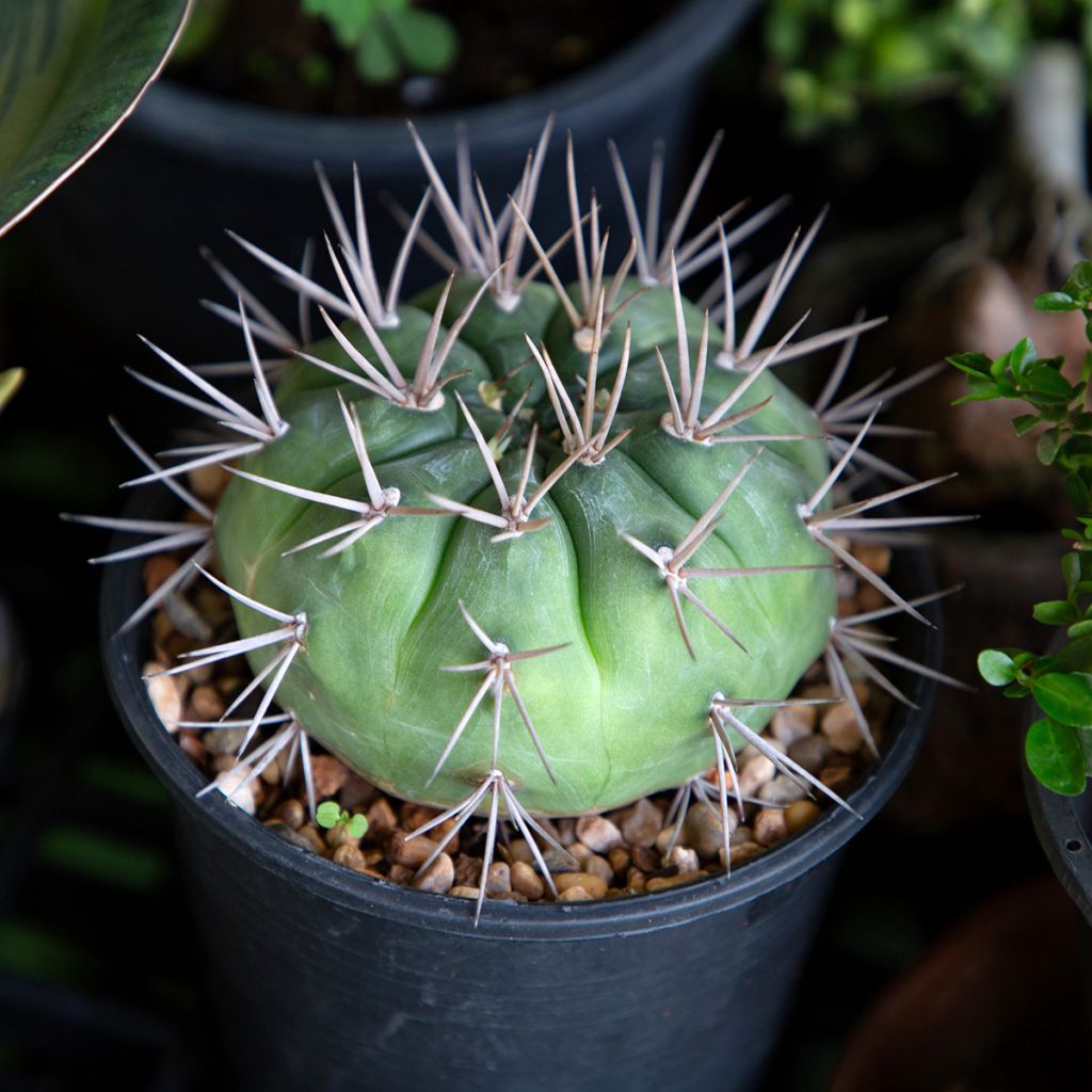 Kaktus - Gymnocalycium baldianum