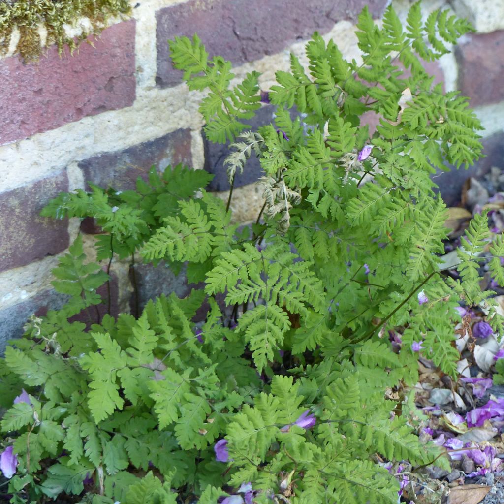 Gymnocarpium dryopteris - Eichenfarn