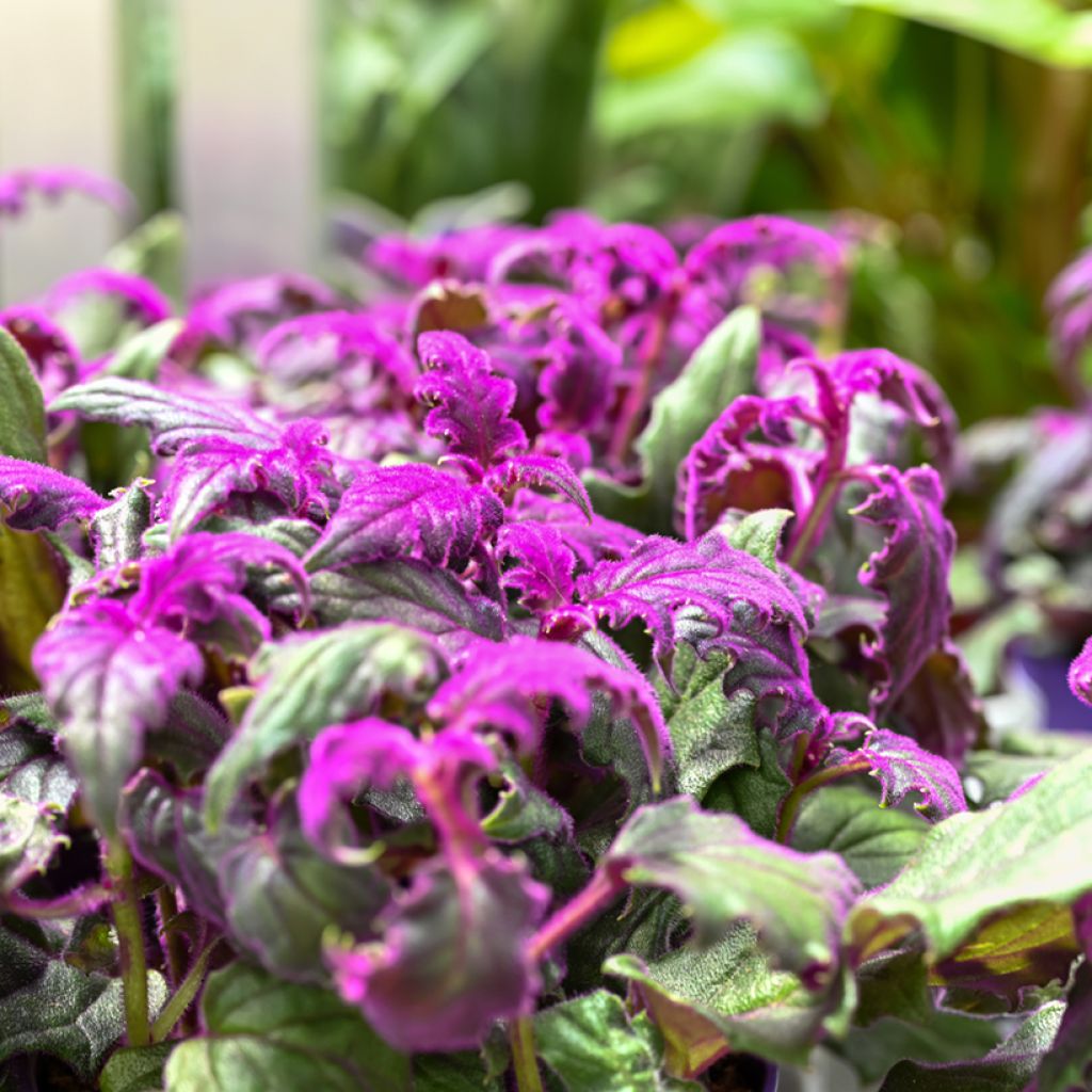 Gynura aurantiaca - Samtpflanze