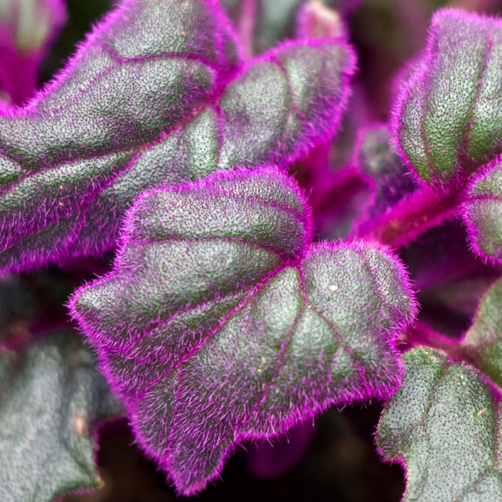 Gynura aurantiaca - Samtpflanze