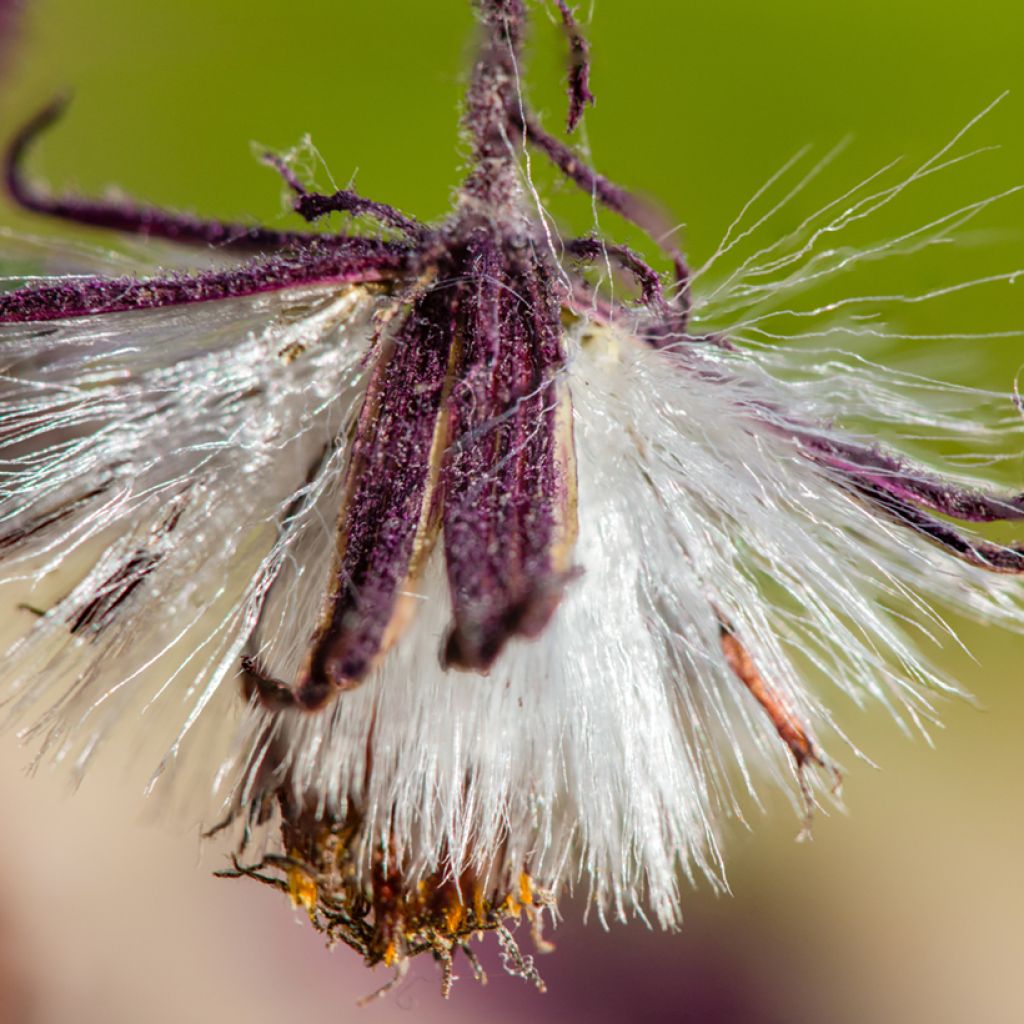 Gynura aurantiaca - Samtpflanze