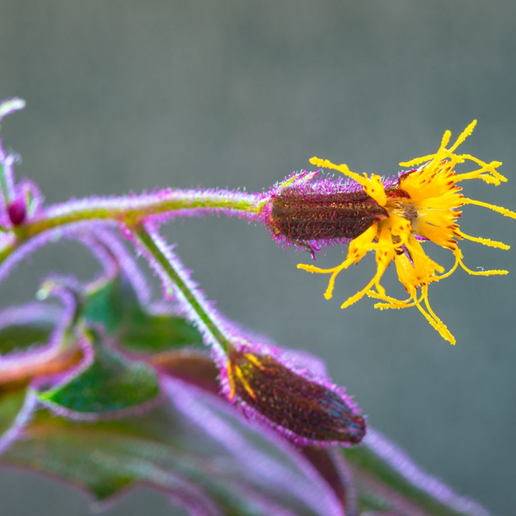 Gynura aurantiaca - Samtpflanze