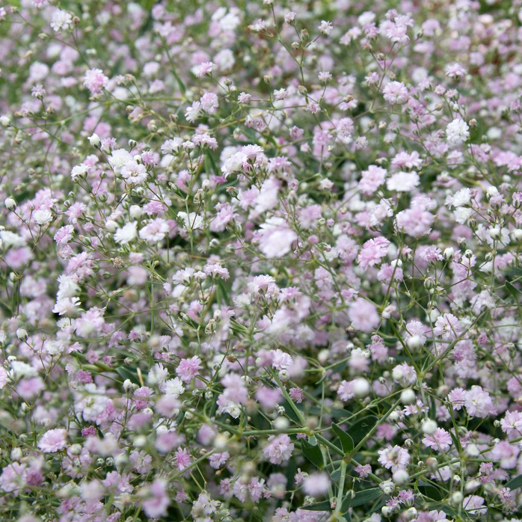 Rispiges Gipskraut Bristol Fairy - Gypsophila paniculata