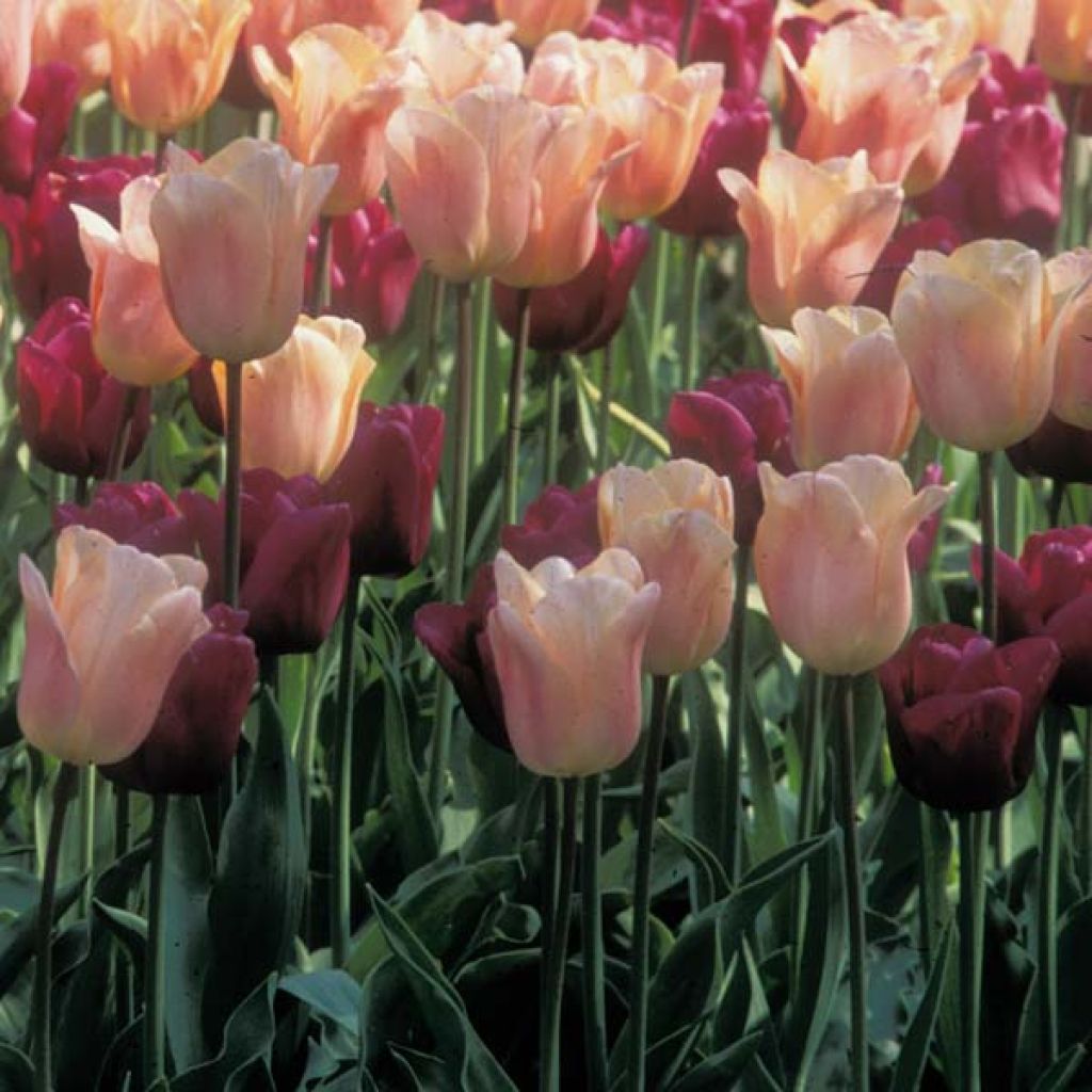 Tulpen-Kollektion Purpur und apricot