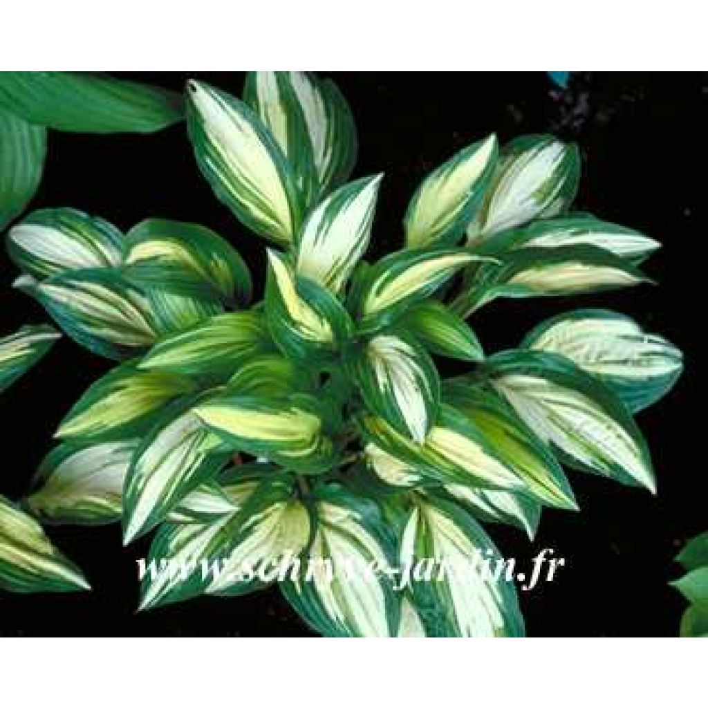 Hosta sea thunder - Garten-Funkie