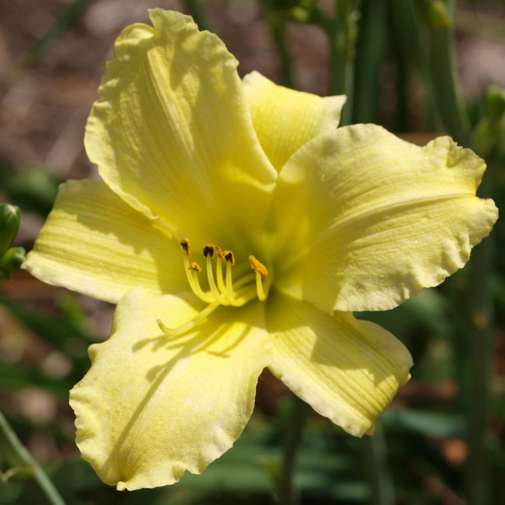 Hemerocallis Alice in Wonderland - Taglilie