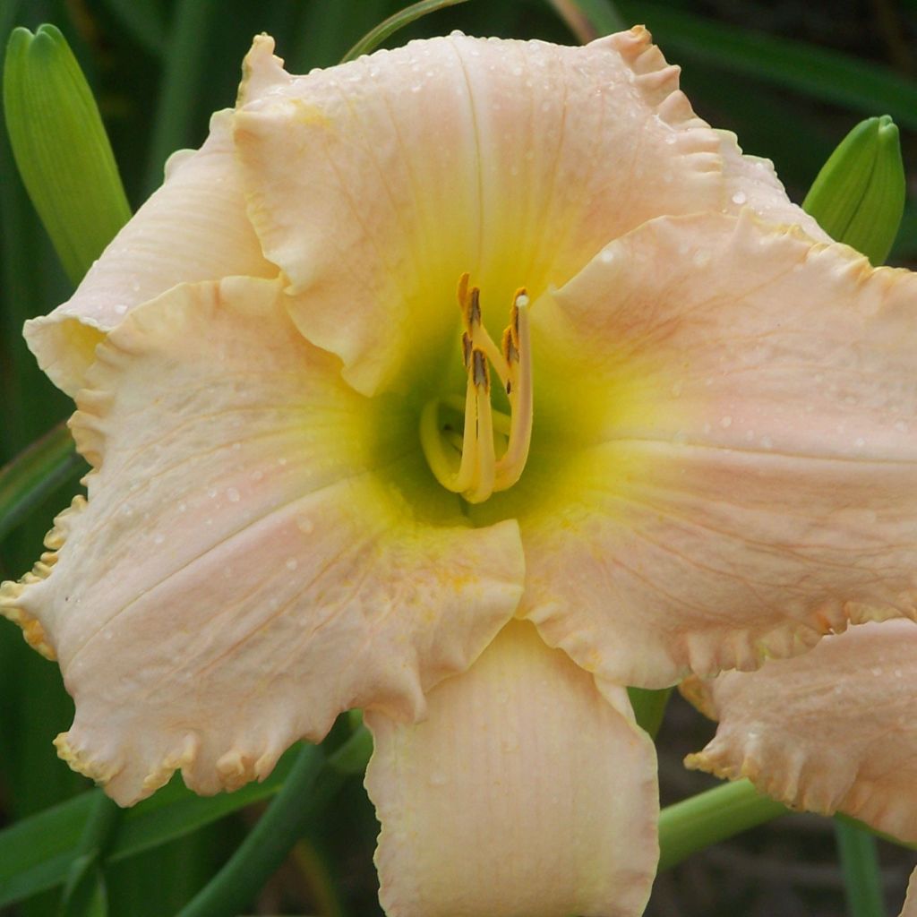 Hemerocallis Hemerocallis Bel Air Dawn - Taglilie