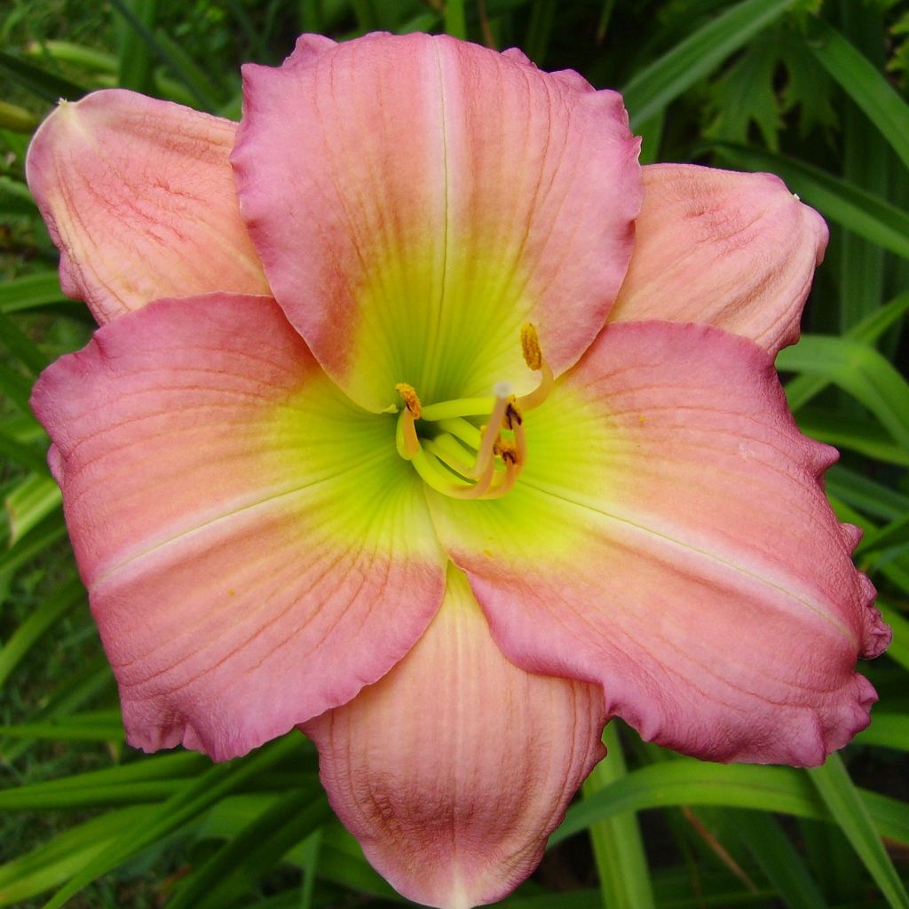 Hemerocallis Ben Norvell - Taglilie