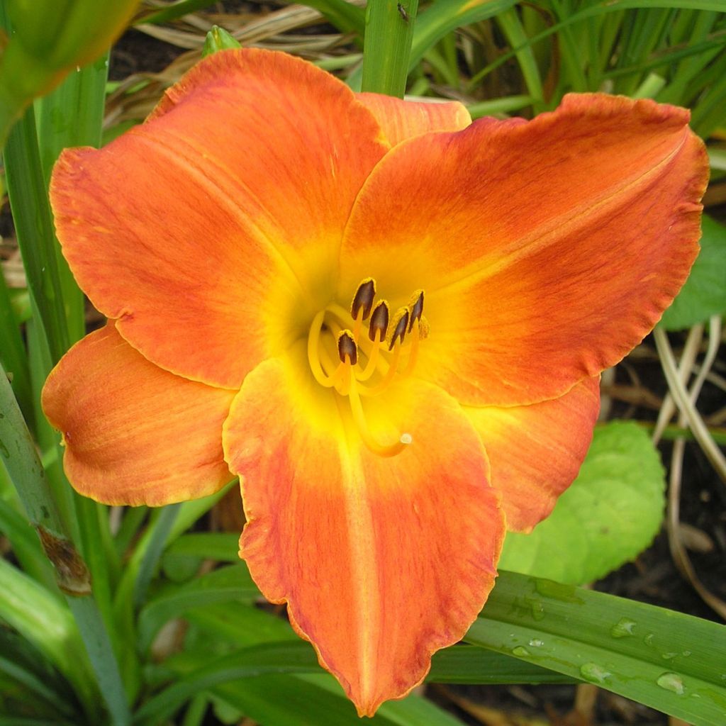 Hemerocallis Bittersweet Holiday - Taglilie