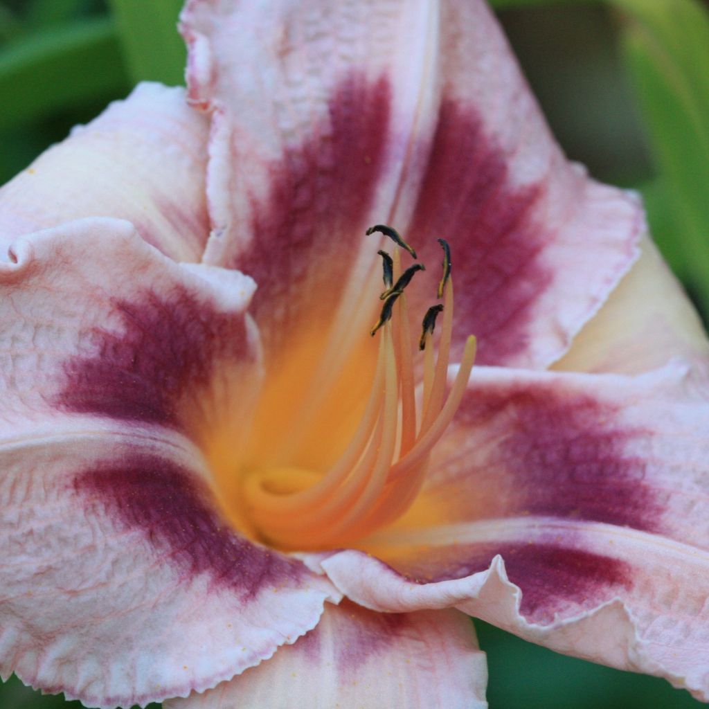 Hemerocallis Blueberry Sunday - Taglilie