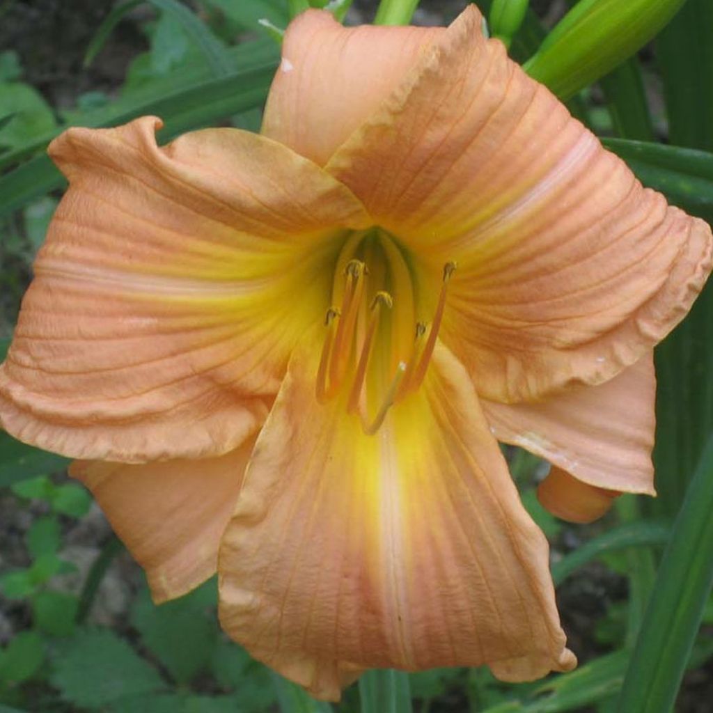 Hemerocallis Bright Memories - Taglilie