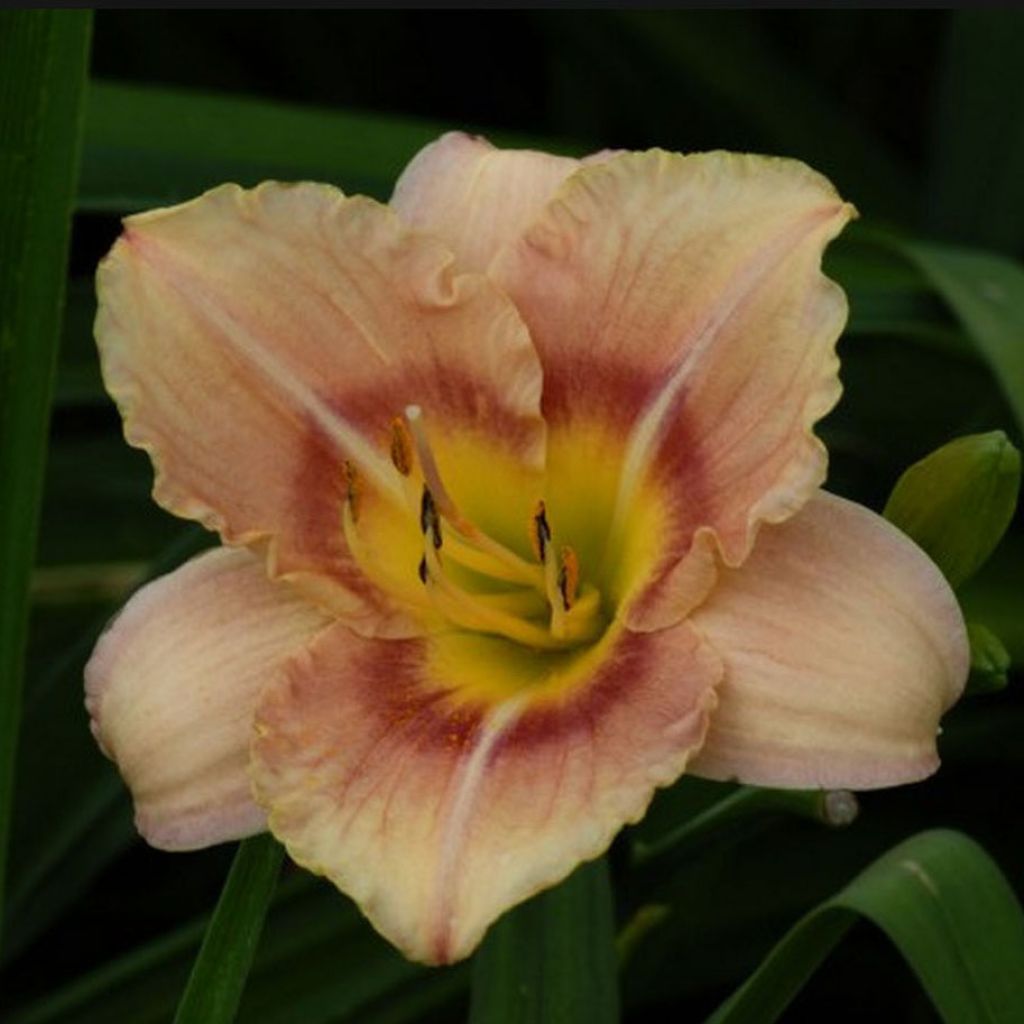 Hemerocallis Buffy s Doll - Taglilie