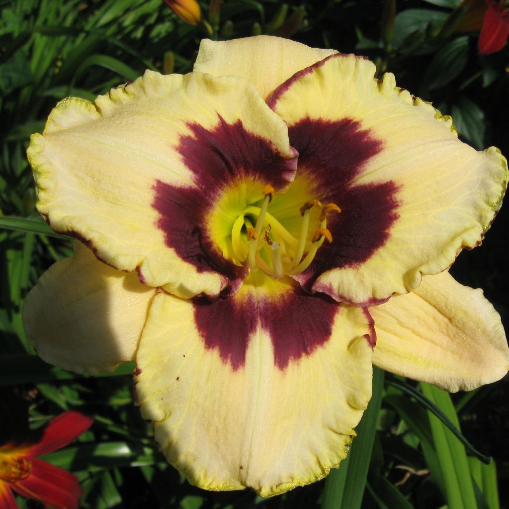 Hemerocallis Canadian Border Patrol - Taglilie