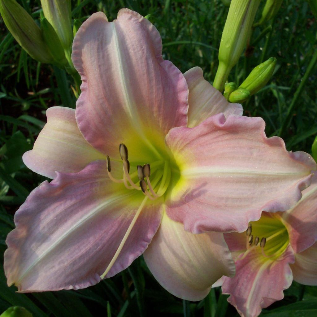 Hemerocallis Chosen Love - Taglilie