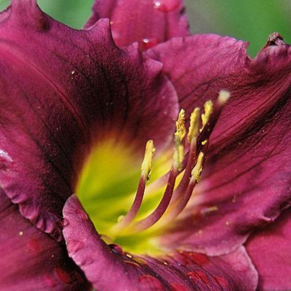 Hemerocallis Cawley Crown - Taglilie