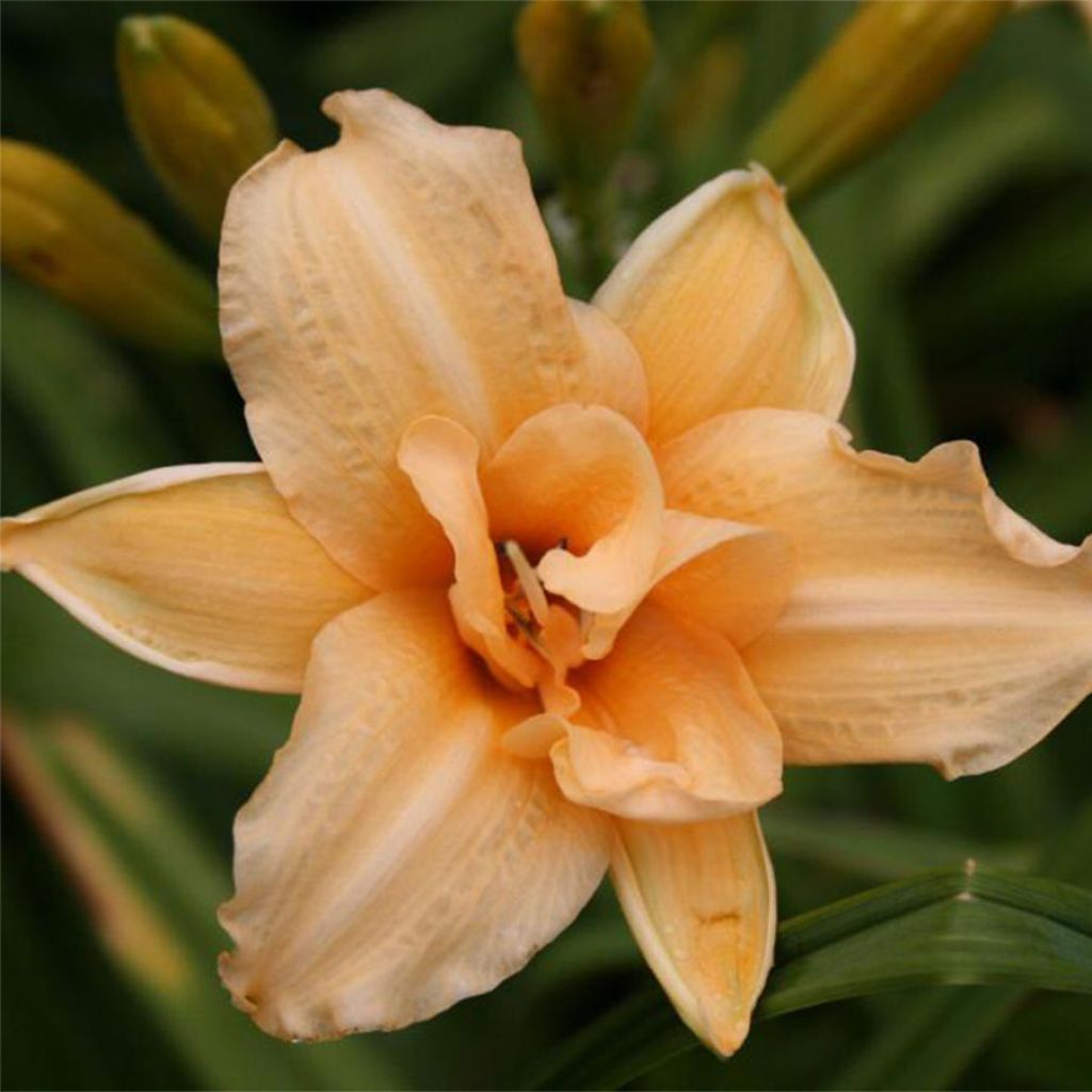 Hemerocallis Double Entendre - Taglilie