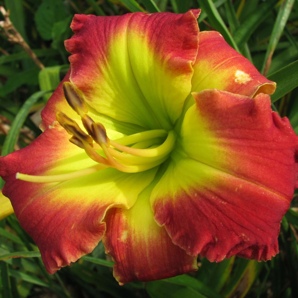 Hemerocallis Dragons King - Taglilie
