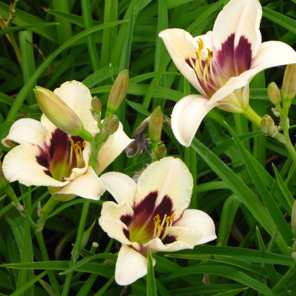 Hemerocallis Moonlight Masquerade - Taglilie