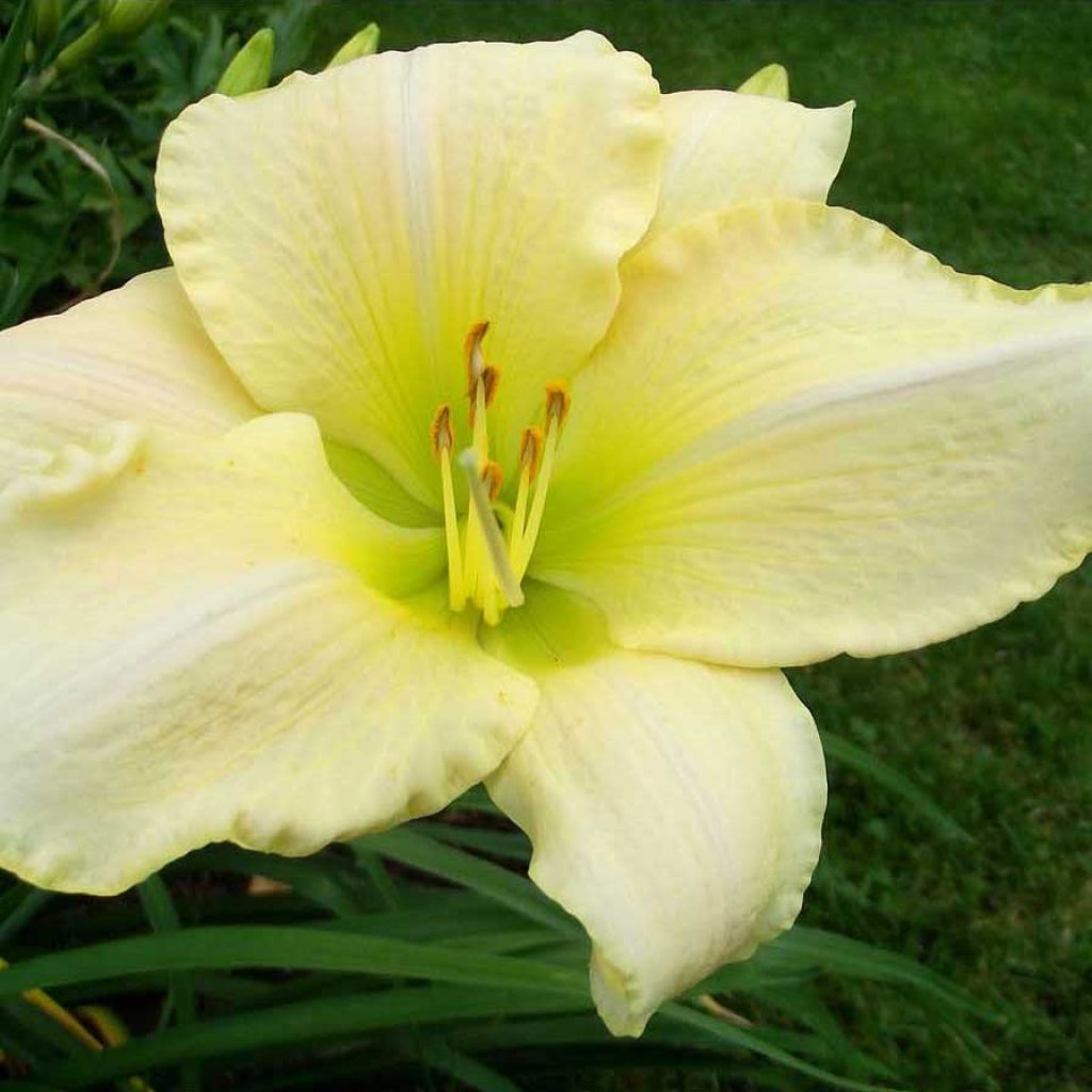 Hemerocallis Snowy Apparition - Taglilie