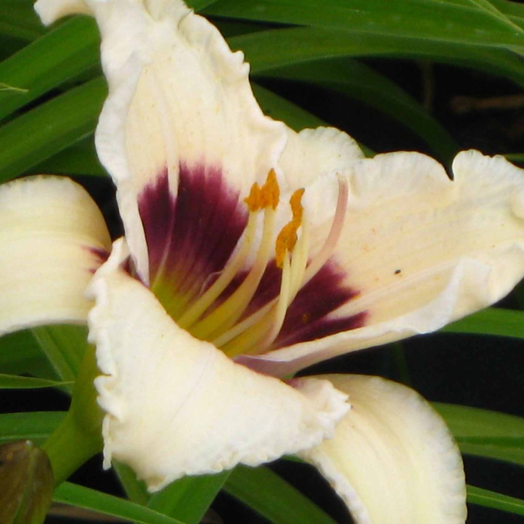 Hémérocalle Snowy Eyes - Lis d'un jour crème et pourpre