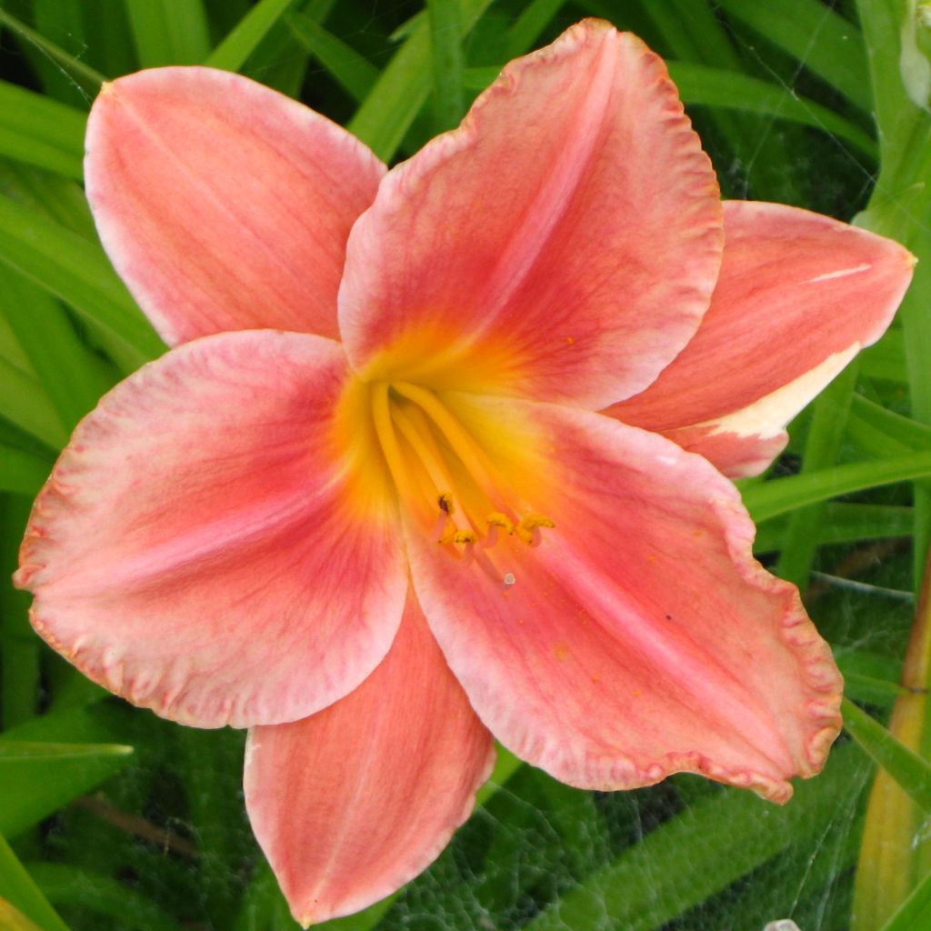Hemerocallis South Seas - Taglilie