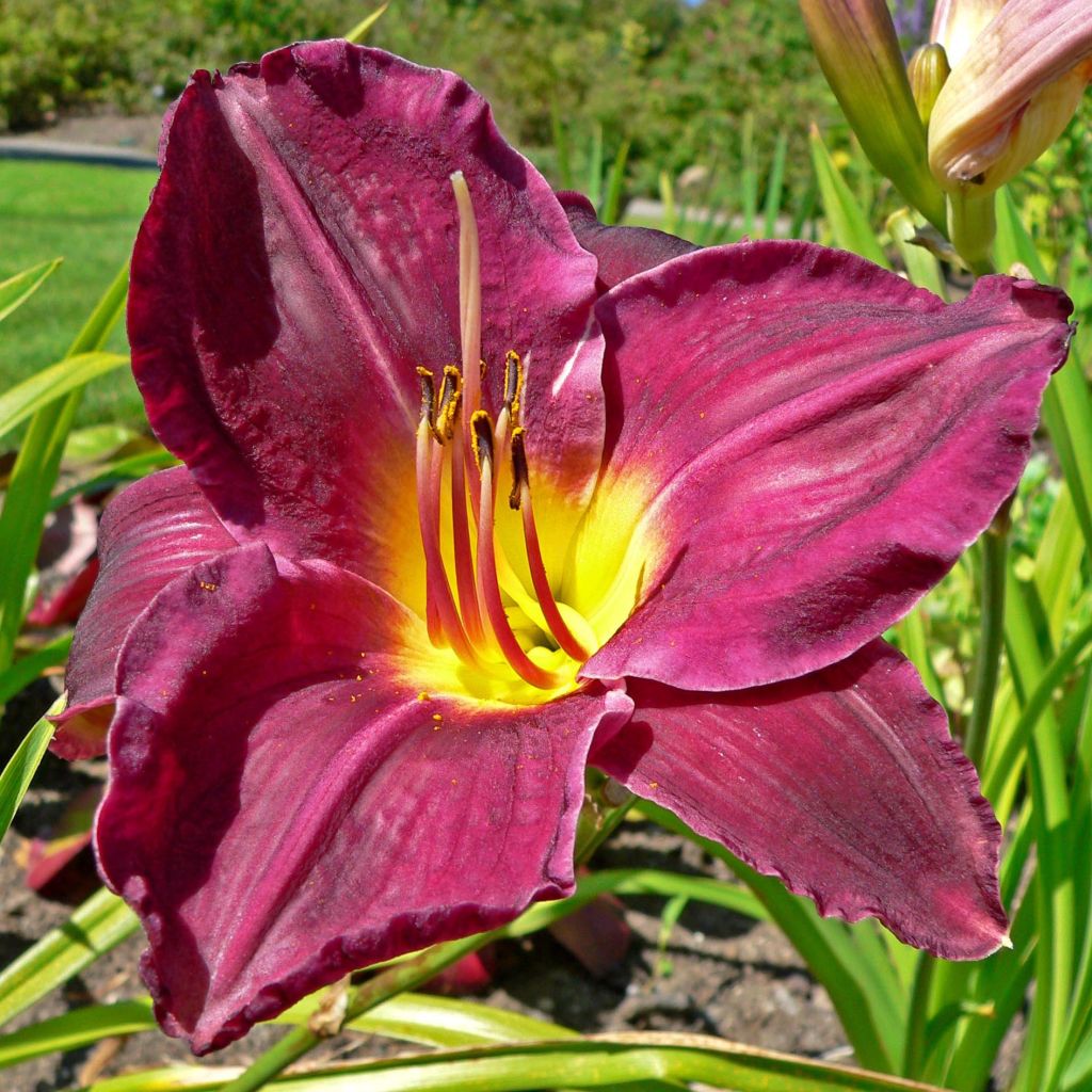 Hemerocallis Strutter s Ball - Taglilie