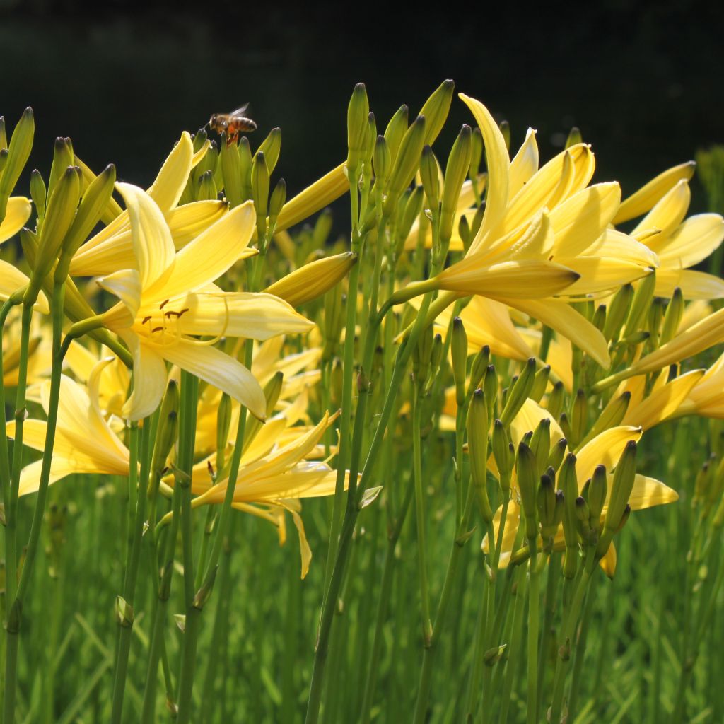 Hémérocalle lilioasphodelus