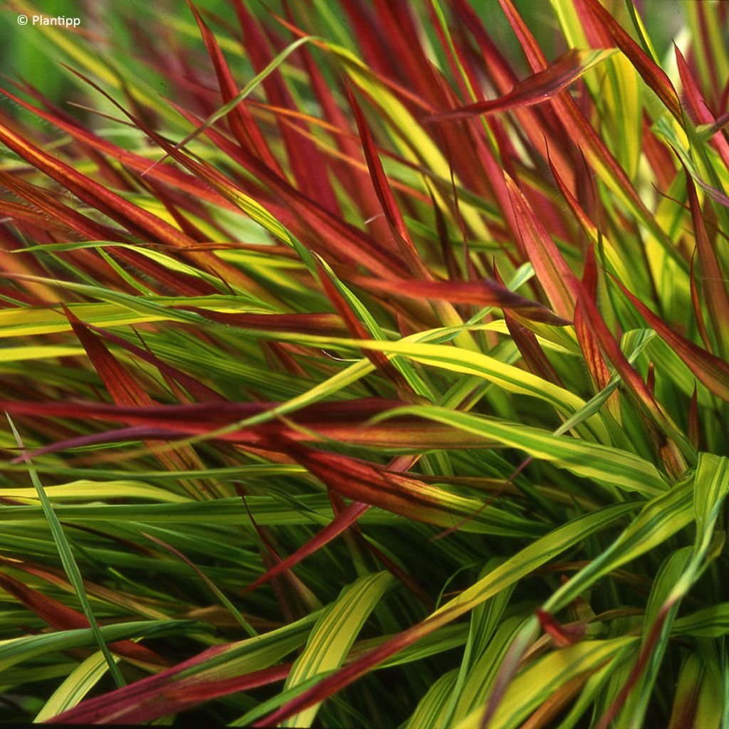 Hakonechloa macra Mulled Wine - Japangras