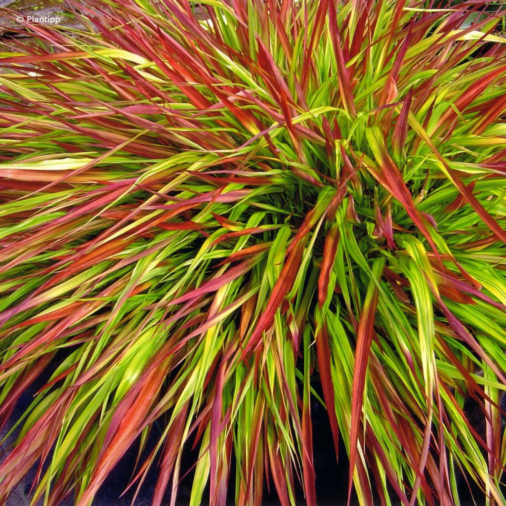 Hakonechloa macra Mulled Wine - Japangras