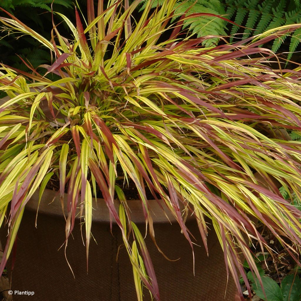 Hakonechloa macra Mulled Wine - Japangras