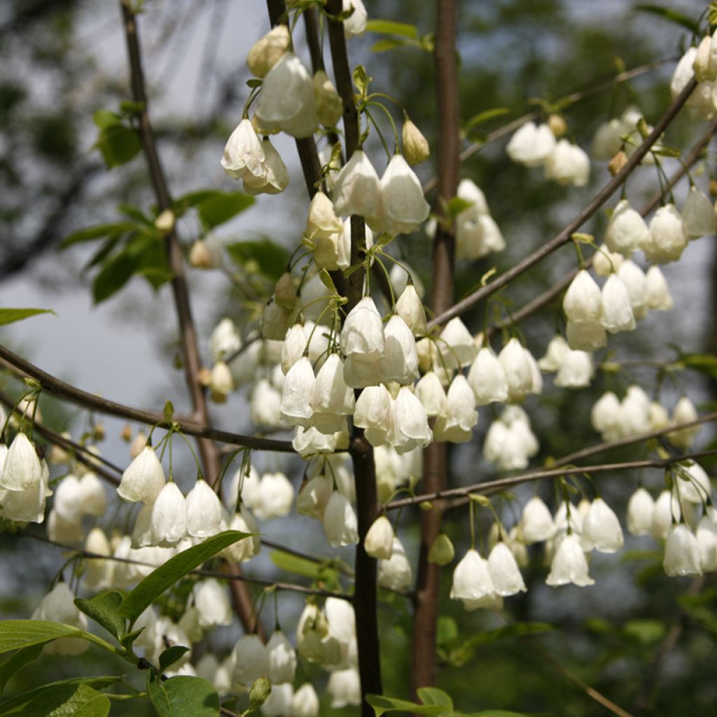 Halesia carolina var. monticola - Schneeglöckchenbaum