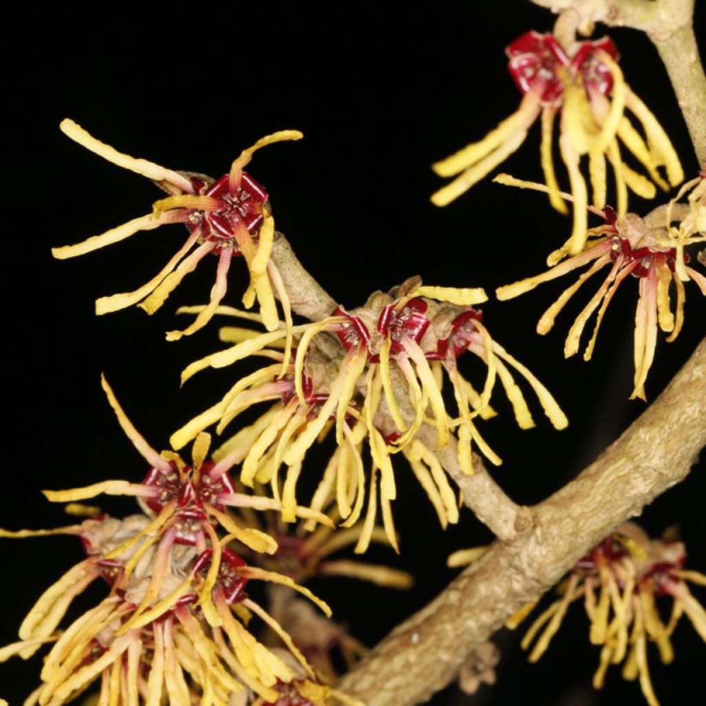Zaubernuss Cyrille - Hamamelis intermedia