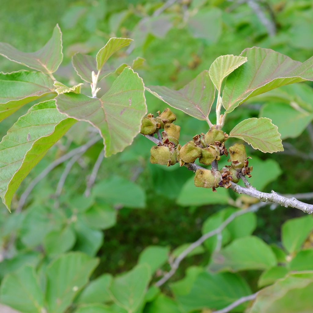 Zaubernuss Diane - Hamamelis intermedia