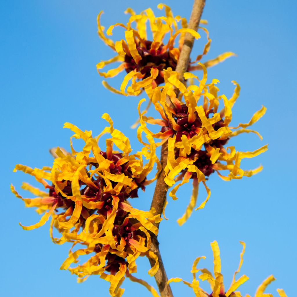 Zaubernuss Orange Beauty - Hamamelis intermedia