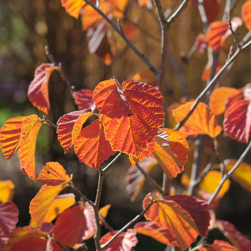 Zaubernuss Ruby Glow - Hamamelis intermedia