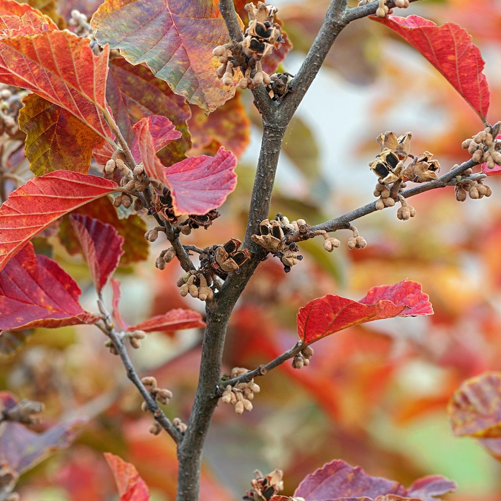 Frühlings-Zaubernuss Amethyst - Hamamelis vernalis
