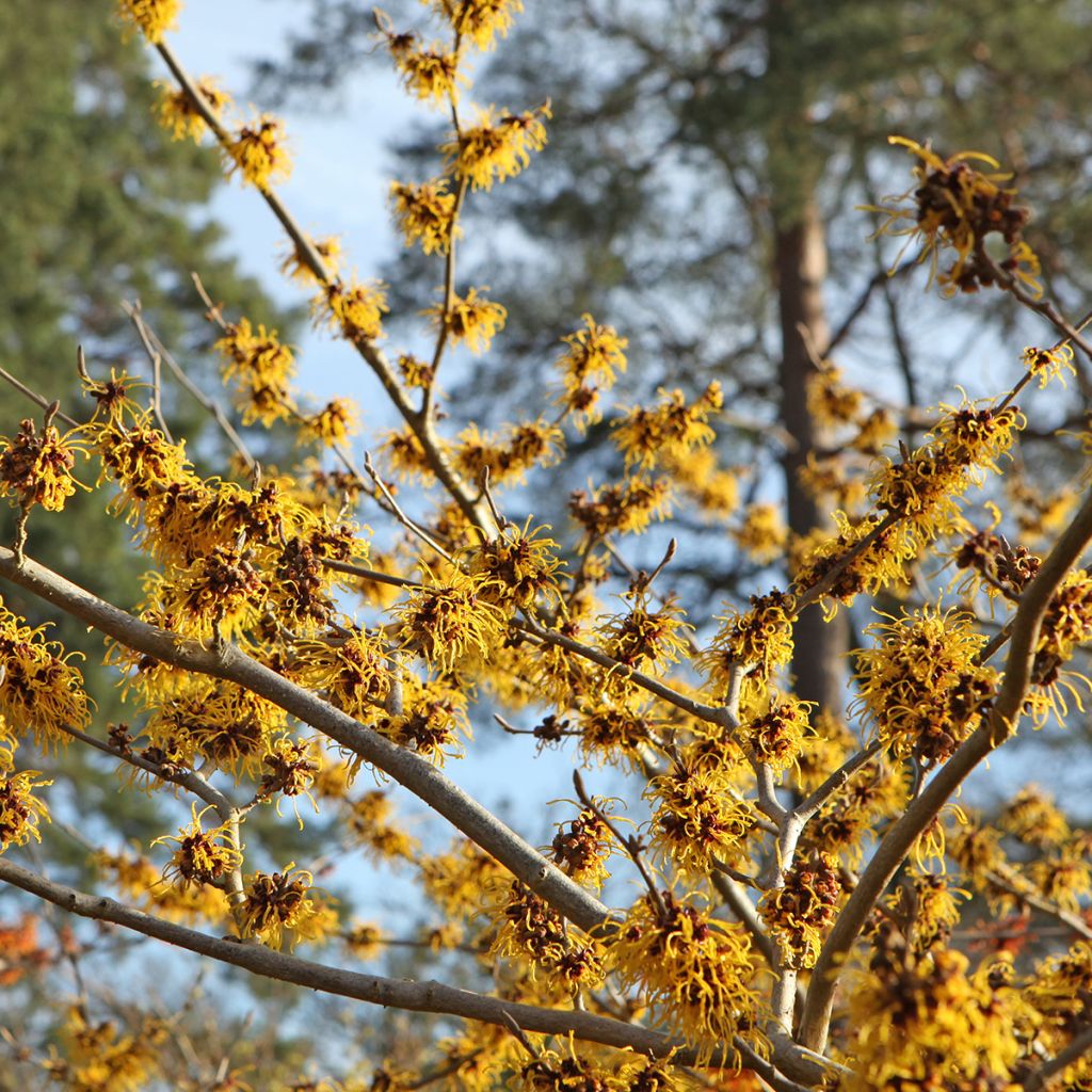 Zaubernuss Barmstedt Gold - Hamamelis intermedia