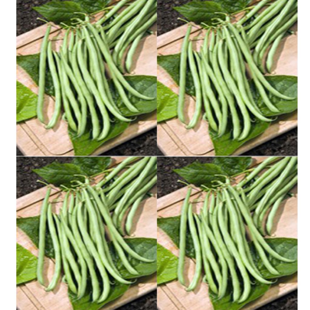 Zwergbohne Delicy