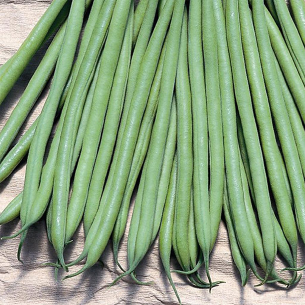 Zwergbohne Triomphe de Farcy