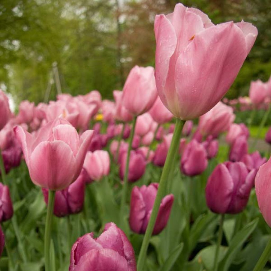 Tulpen-Kollektion Liaison Dangereuse