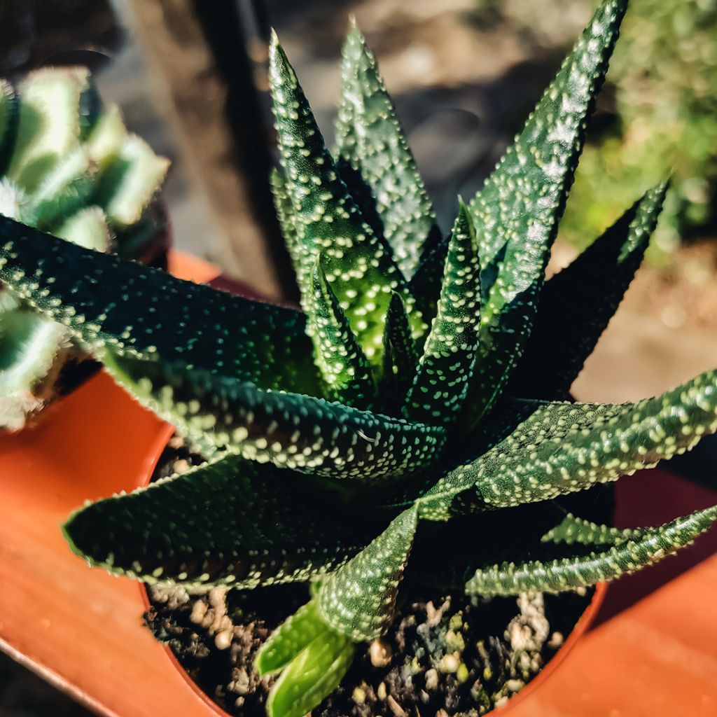 Haworthia fasciata Concolor