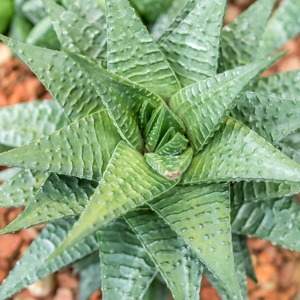 Haworthia limifolia
