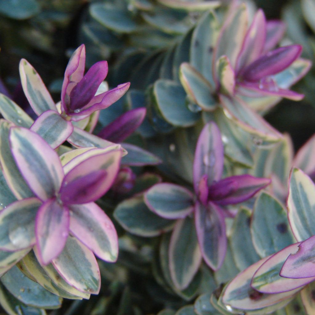 Hebe Lady Ann - Strauchveronika