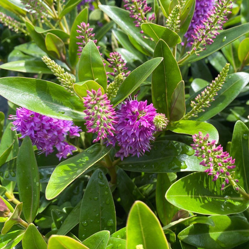 Hebe Linda - Strauchveronika