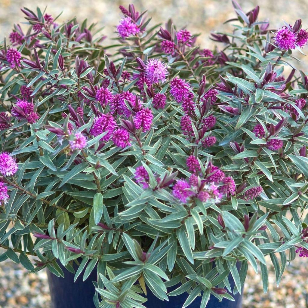 Hebe Marilyn Monroe - Strauchveronika